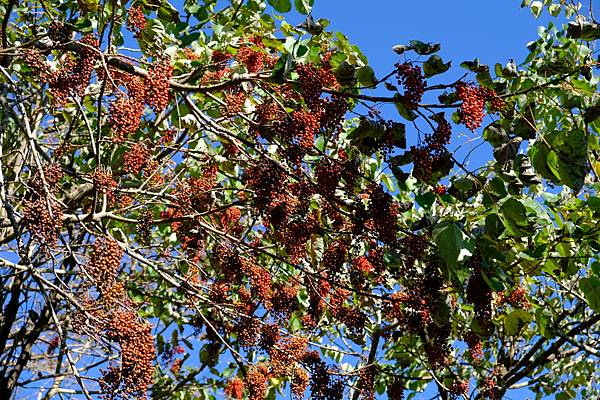 拍攝植物：山桐子 拍攝地點：梅峰_山桐子步道 拍攝日期：2021_12_04_Ttree