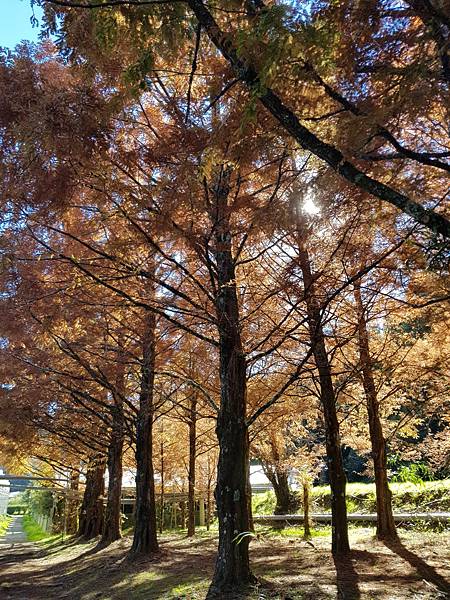 拍攝植物：水杉 拍攝地點：梅峰_環控溫室 拍攝日期：2021_12_06_Ttree