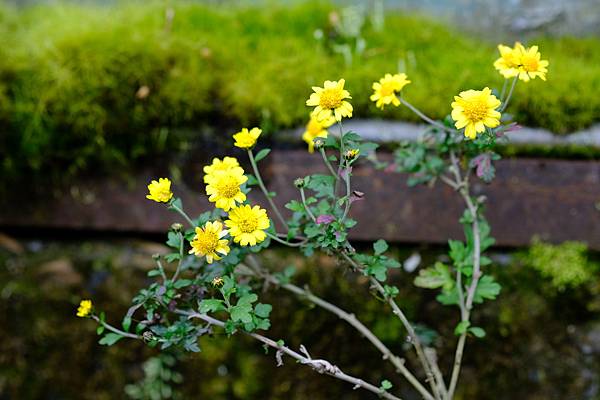 拍攝植物：阿里山油菊 拍攝地點：梅峰_生態園 拍攝日期：2021_12_24_Ttree