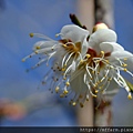 拍攝植物：梅花 拍攝地點：梅峰 拍攝日期：2022_01_27_Ttree