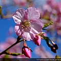 拍攝植物：櫻花 拍攝地點：梅峰 拍攝日期：2022_01_27_Ttree