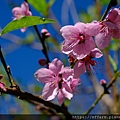 拍攝植物：桃花 拍攝地點：梅峰 拍攝日期：2022_01_27_Ttree