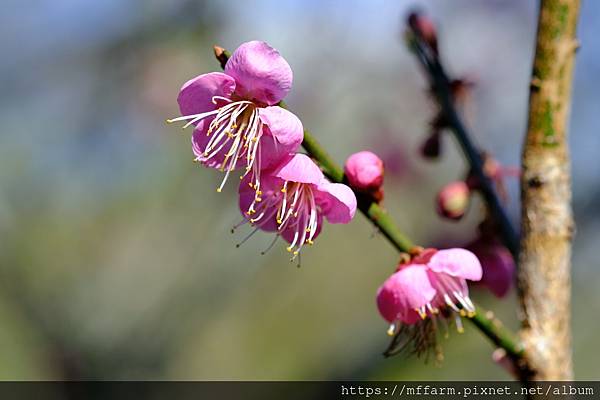 拍攝植物：梅花 拍攝地點：梅峰 拍攝日期：2022_01_27_Ttree