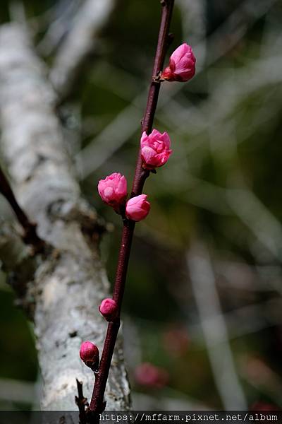 拍攝植物：梅花 拍攝地點：梅峰_伴月坡 拍攝日期：2022_02_17_Ttree