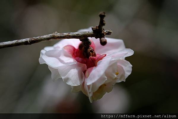 拍攝植物：梅花 拍攝地點：梅峰_伴月坡 拍攝日期：2022_02_17_Ttree