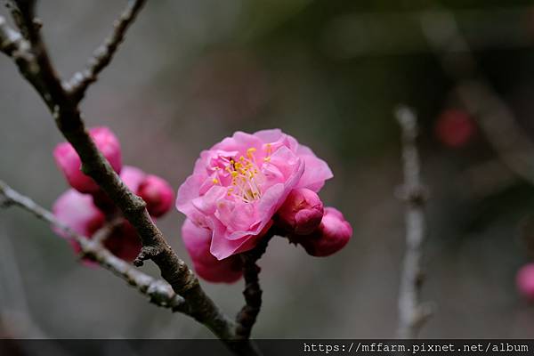 拍攝植物：梅花 拍攝地點：梅峰_伴月坡 拍攝日期：2022_02_17_Ttree