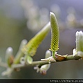 拍攝植物：褐毛柳 拍攝地點：梅峰_生態園 拍攝日期：2022_02_18_Ttree