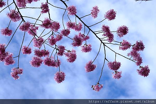 拍攝植物：櫻花 拍攝地點：梅峰_紅房子 拍攝日期：2022_02_17_Ttree