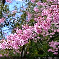 拍攝植物：櫻花 拍攝地點：梅峰_紅房子 拍攝日期：2022_02_17_Ttree