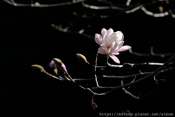 拍攝植物：木蘭花 拍攝地點：梅峰_溫木區 拍攝日期：2022_02_17_Ttree
