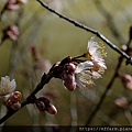 拍攝植物：暖地櫻桃 拍攝地點：梅峰 拍攝日期：2022_02_17_Ttree