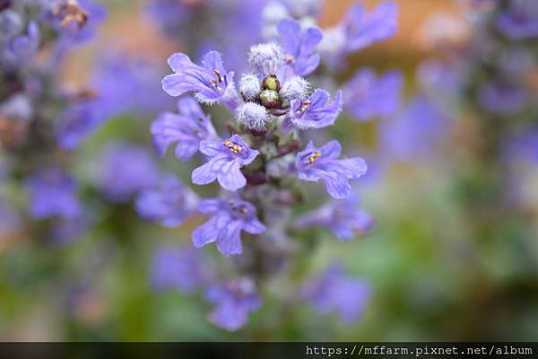 拍攝植物：紫唇 拍攝地點：梅峰_山野草特展室 拍攝日期：2022_03_29_Ttree