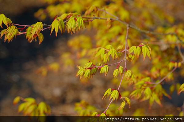 拍攝植物：楓樹 拍攝地點：梅峰_溫木區 拍攝日期：2022_03_29_Ttree