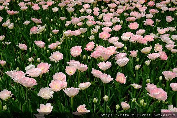 拍攝植物：鬱金香 拍攝地點：梅峰_溫帶花卉區 拍攝日期：2022_03_18_Ttree