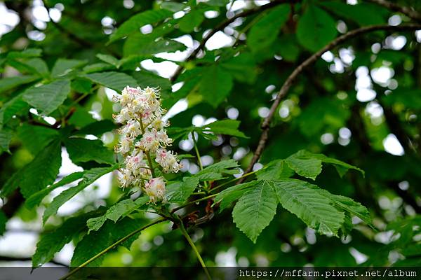 拍攝植物：歐洲七葉樹 拍攝地點：梅峰_溫木區 拍攝日期：2022_04_17_Ttree