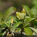 拍攝植物：四照花 拍攝地點：梅峰_溫木區 拍攝日期：2022_05_07_Ttree