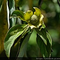 拍攝植物：四照花 拍攝地點：梅峰_溫木區 拍攝日期：2022_05_07_Ttree