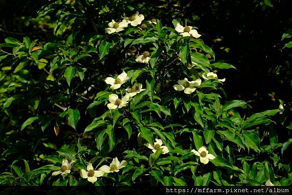 拍攝植物：四照花 拍攝地點：梅峰_溫木區 拍攝日期：2022_06_21_Ttree