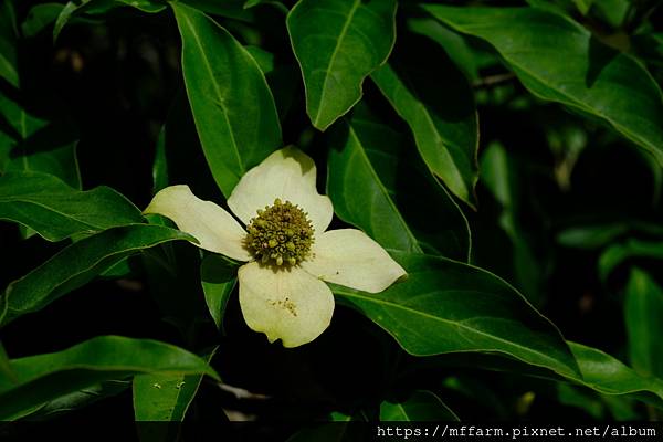 拍攝植物：四照花 拍攝地點：梅峰_溫木區 拍攝日期：2022_06_21_Ttree