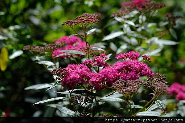 拍攝植物：紅花繡線菊 拍攝地點：梅峰 拍攝日期：2022_06_21_Ttree