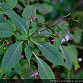 拍攝植物：棣慕華鳳仙花 拍攝地點：梅峰 拍攝日期：2022_09_17_Ttree