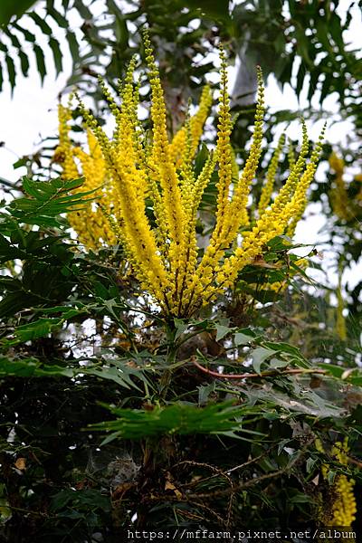 拍攝植物：阿里山十大功勞 拍攝地點：梅峰_生態園 拍攝日期：2022_10_10_Ttree