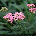 拍攝植物：西洋蓍草 拍攝地點：梅峰_溫帶花卉區 拍攝日期：2022_10_10_Ttree