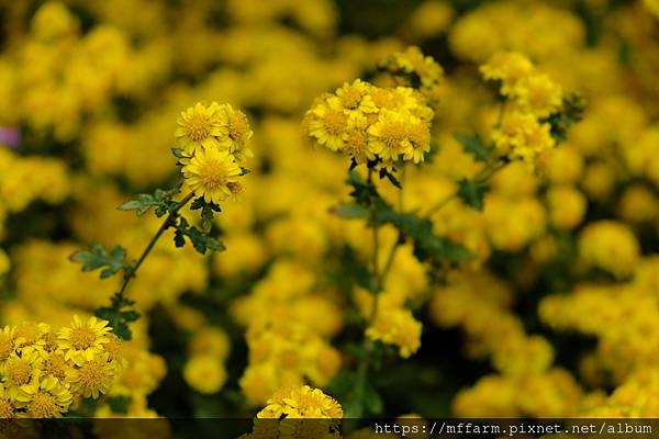 拍攝植物：阿里山油菊 拍攝地點：梅峰_生態園 拍攝日期：2022_11_25_Ttree
