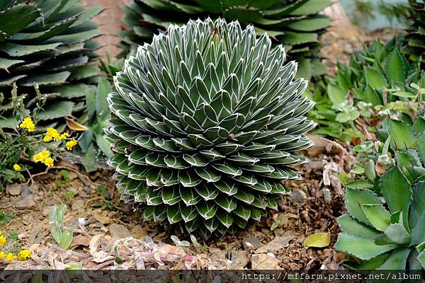 拍攝植物：笹之雪 拍攝地點：梅峰_生態園 拍攝日期：2022_11_25_Ttree