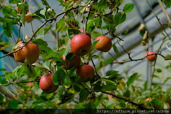 拍攝植物：蘋果 拍攝地點：梅峰_蘋果園 拍攝日期：2022_11_25_Ttree