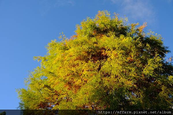 拍攝植物：落羽松 拍攝地點：梅峰_溫木區 拍攝日期：2022_12_03_Ttree