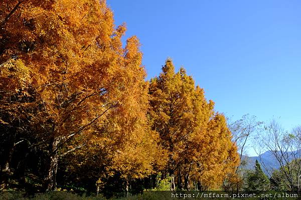 拍攝植物：水杉 拍攝地點：梅峰 拍攝日期：2022_12_24_Ttree