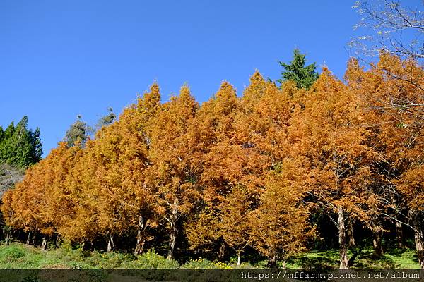 拍攝植物：水杉 拍攝地點：梅峰 拍攝日期：2022_12_24_Ttree