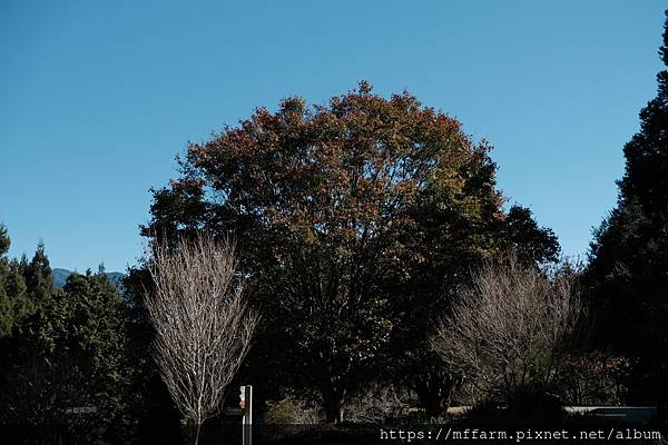 拍攝植物：青楓 拍攝地點：梅峰 拍攝日期：2022_12_24_Ttree