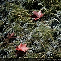 拍攝植物：粉綠虎尾藻 拍攝地點：梅峰 拍攝日期：2022_12_24_Ttree