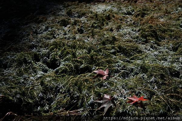 拍攝植物：粉綠虎尾藻 拍攝地點：梅峰 拍攝日期：2022_12_24_Ttree