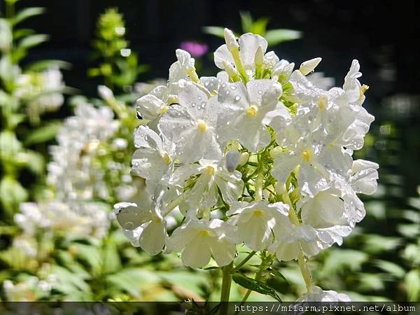 2023.3月花坊 2023.3月花坊