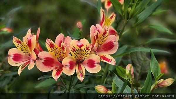 2023.3月花坊 2023.3月花坊