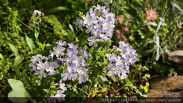 /tmp/phphpDeJU /tmp/phphpDeJU