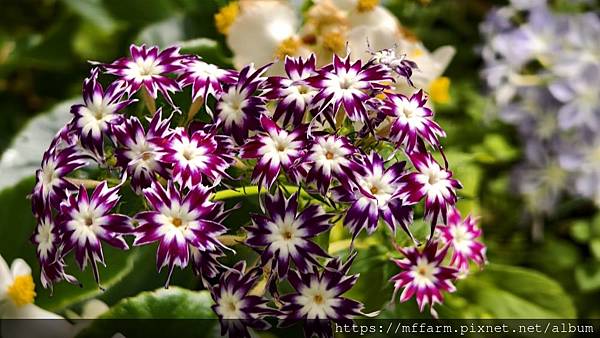 /tmp/phpMER0nT /tmp/phpMER0nT