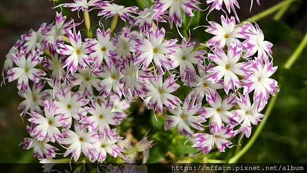 /tmp/phpJSzs8R /tmp/phpJSzs8R