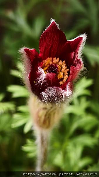 2023.3月花坊 2023.3月花坊