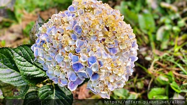 2025.2月花坊 2025.2月花坊