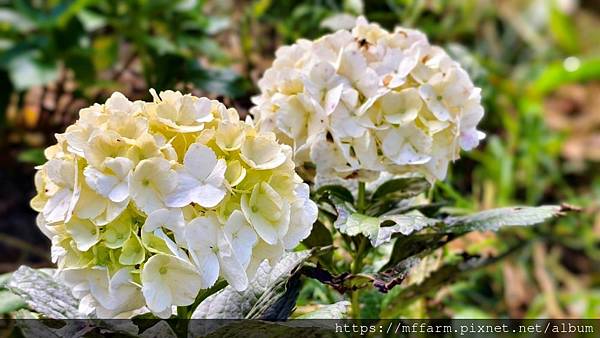 /tmp/phpgjjreS /tmp/phpgjjreS