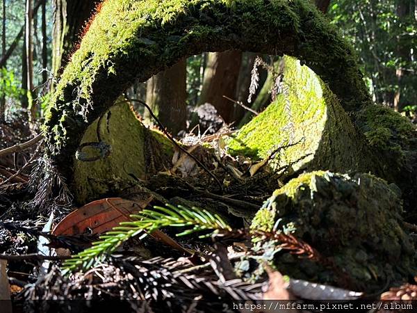 2023.3月花坊 2023.3月花坊