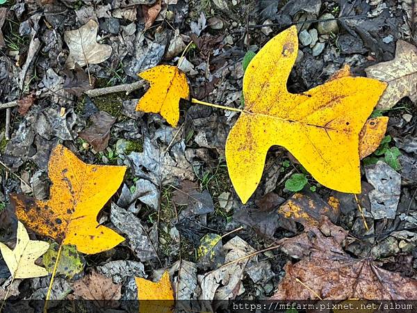 /tmp/phpI2t8Ri /tmp/phpI2t8Ri