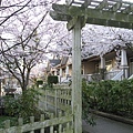 sakura_home1.jpg