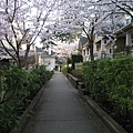 sakura_home4.jpg