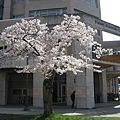 sakura_ubc1.jpg