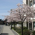 sakura_ubc3.jpg